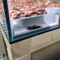 Akvaryum Köşe Tüneli