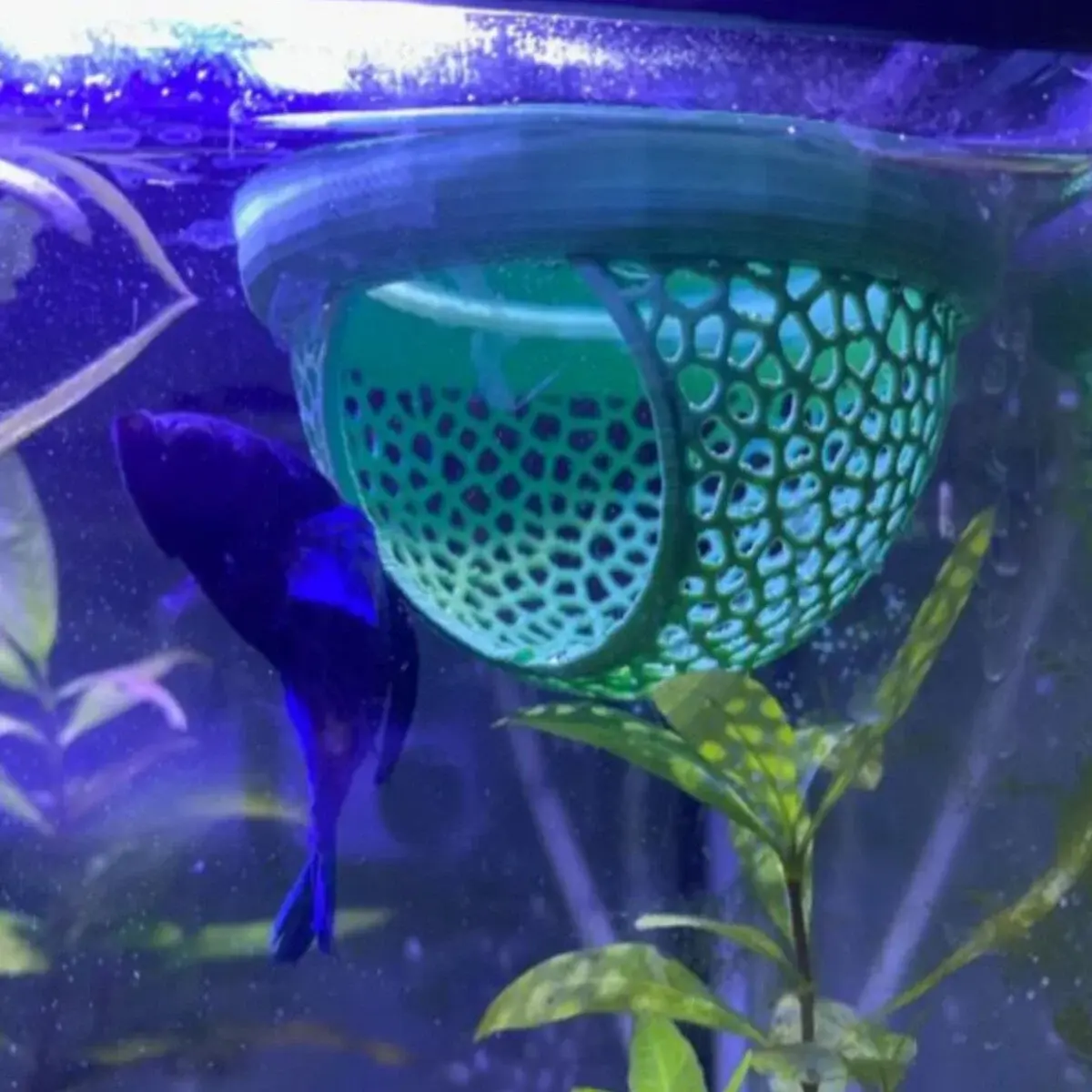 Yüzen Akvaryum Mağarası